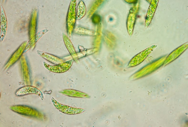 microalgae under microscope